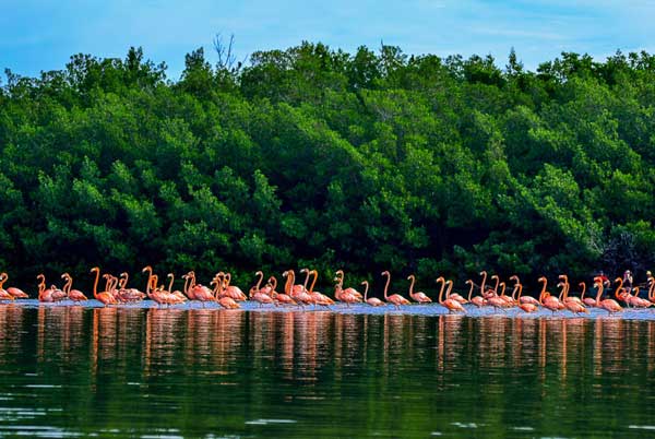 Laguna Guanaroca