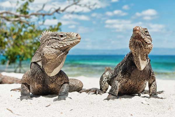 Iguanas